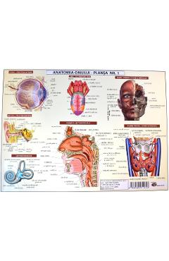 Carte Anatomia omului. Plansa Nr.1 editura Bodea Mariana