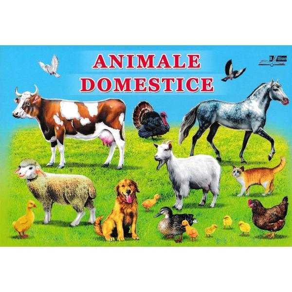 Carte Animale domestice