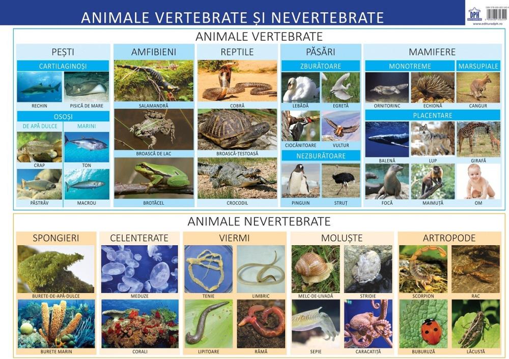 Carte Animale vertebrate si nevertebrate editura DPH
