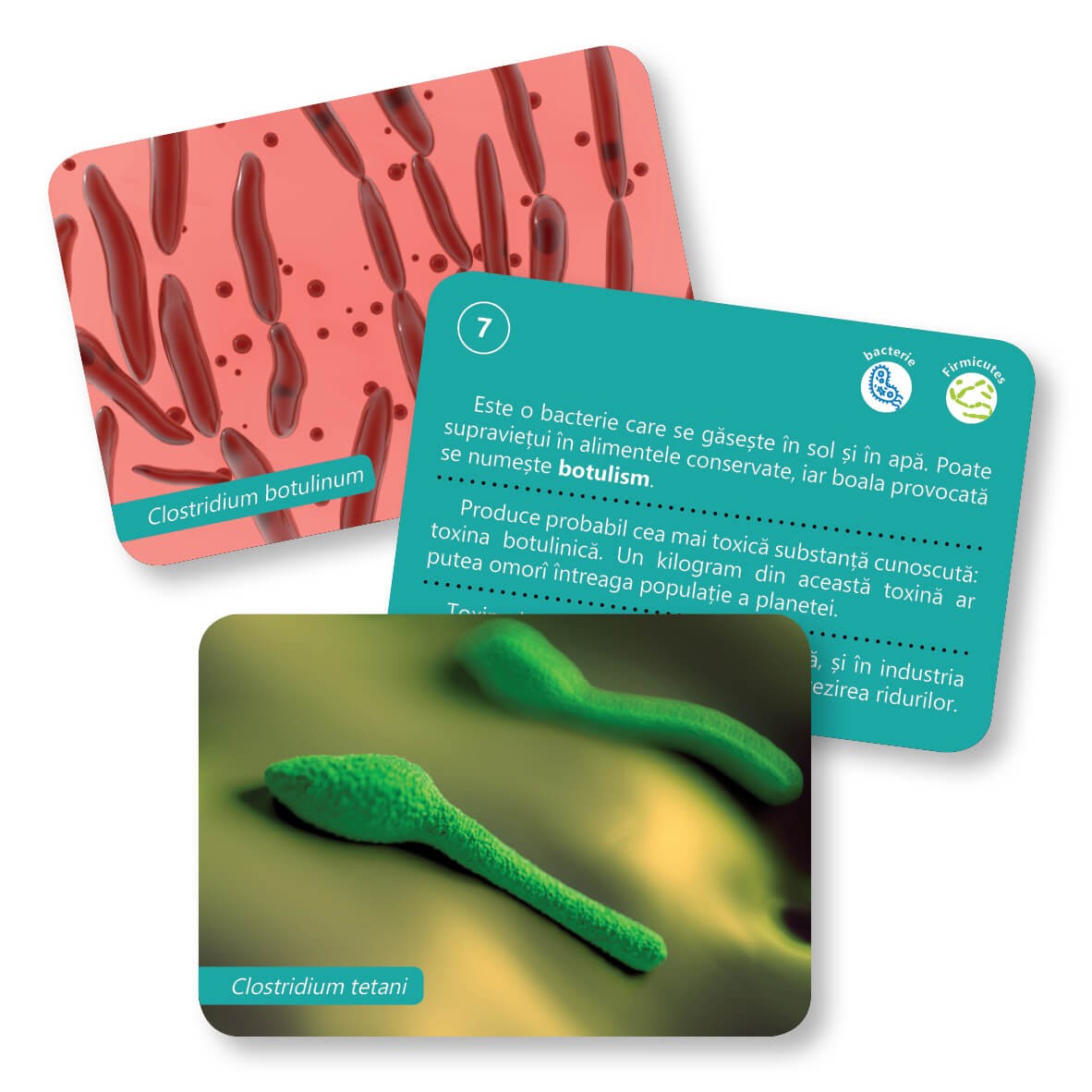 Carte Bacterii si virusuri   editura Gama