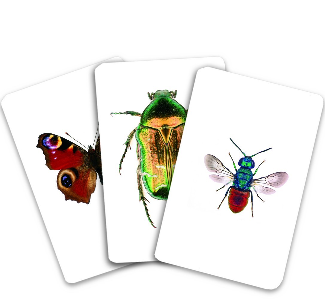 Carte Carti de joc Montessori - Insecte din Romania   editura Gama