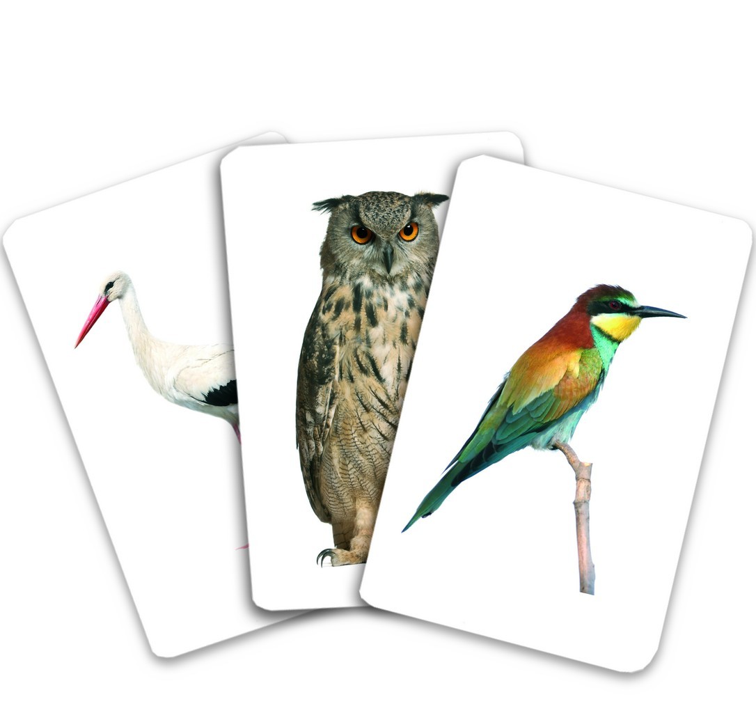 Carte Carti de joc Montessori - Pasari din Romania   editura Gama