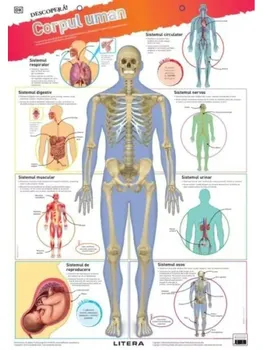 Carte Corpul uman. Descopera! (planse educationale)/*** editura Litera