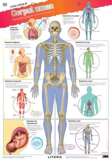 Carte Descopera! Corpul uman (planse educationale) editura Litera