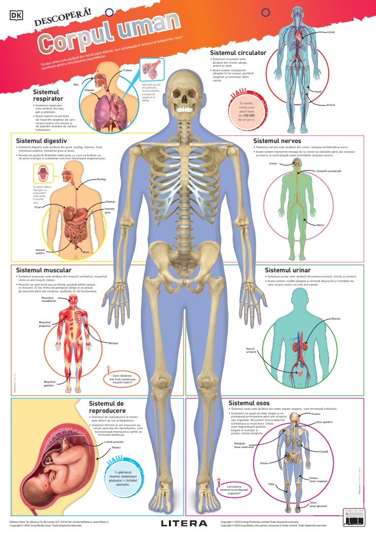 Carte Descopera! Corpul uman (planse educationale) editura Litera