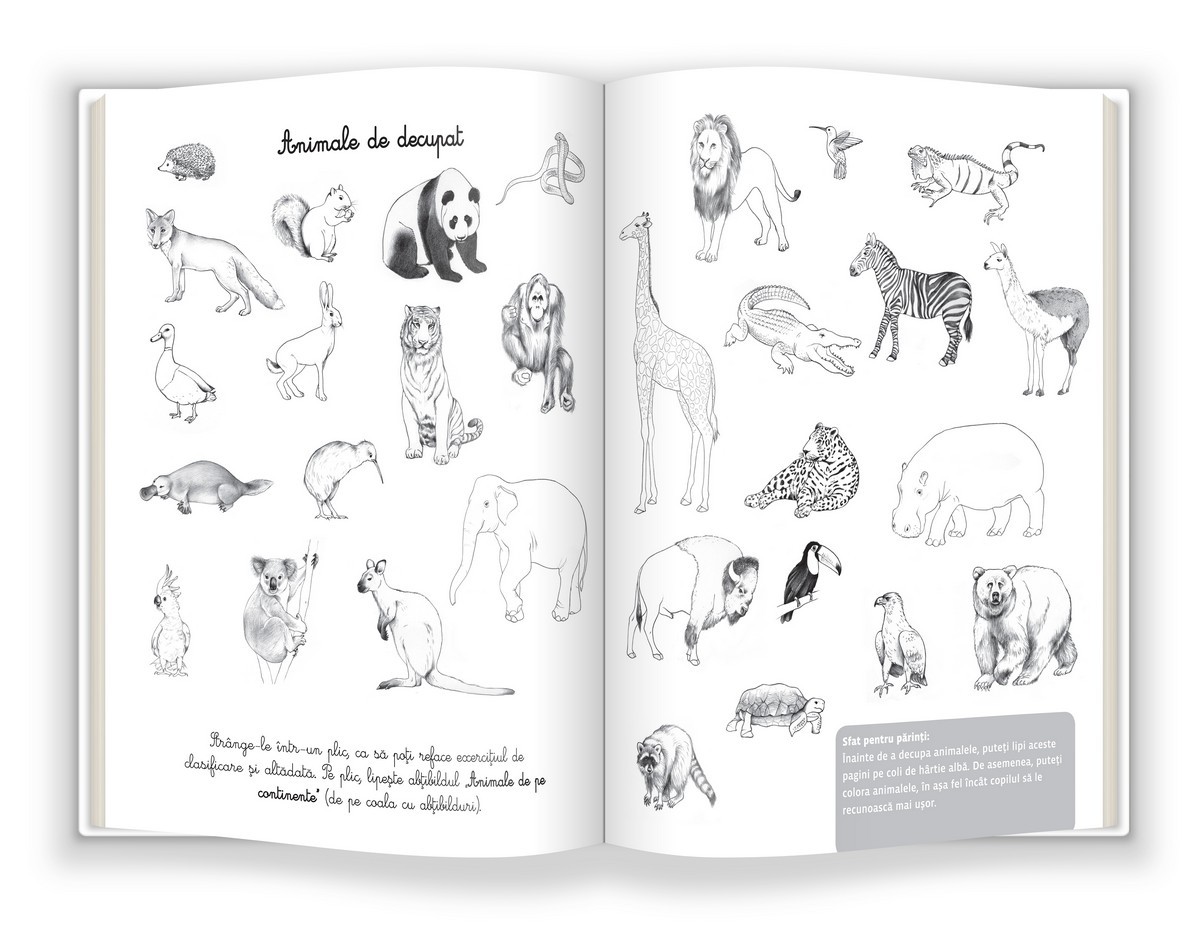 Carte Geografie autor Eve Herrmann editura Gama