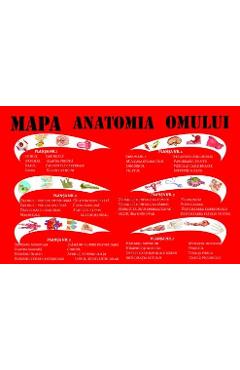 Carte Mapa anatomia omului - Mariana Bodea editura Mariana Bodea
