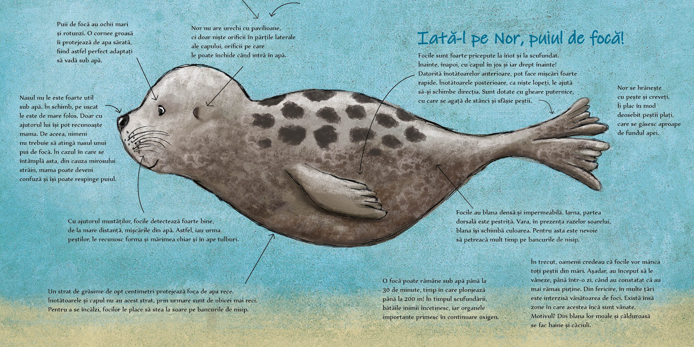 Carte Nor vrea o mare curata autor Andrea Reitmeyer editura Didactica Publishing House