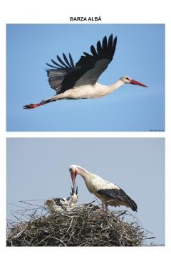 Carte Pasari calatoare - Planse - Dosa Daniela editura Dosa Daniela