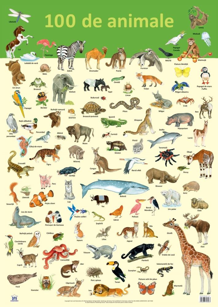 Carte Plansa 100 de animale editura DPH
