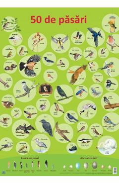 Carte Plansa: 50 de pasari editura -