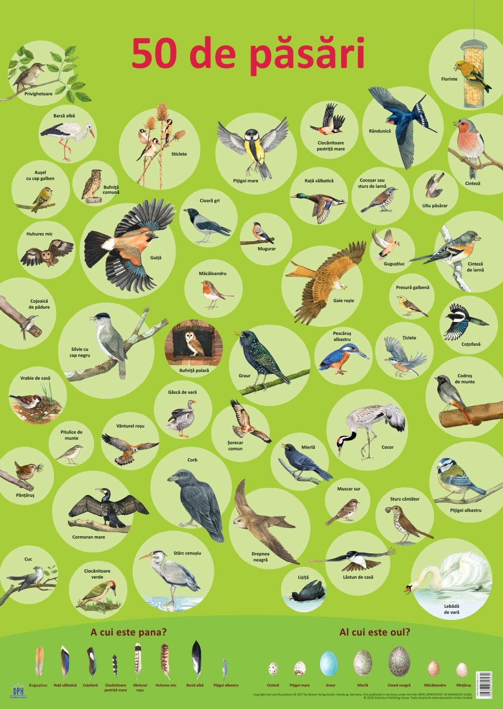 Carte Plansa - 50 de pasari autor Nelson Verlag editura Didactica Publishing House