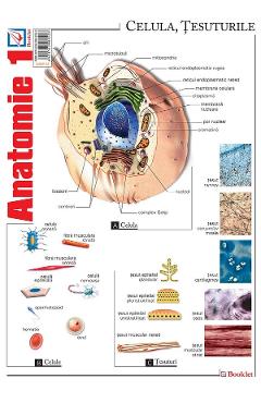 Carte Plansa Anatomie 1 editura Autor Anonim