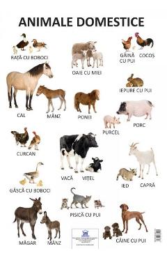Carte Plansa - Animale domestice editura -