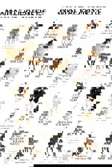 Carte Plansa Animale domestice editura DPH