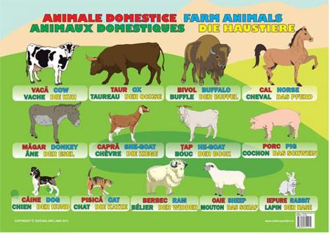 Carte Plansa Animale domestice editura Ars Libri