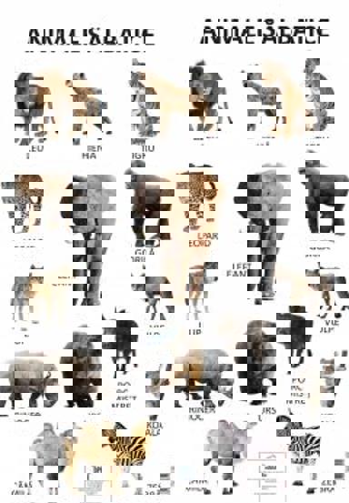 Carte Plansa Animale salbatice editura DPH