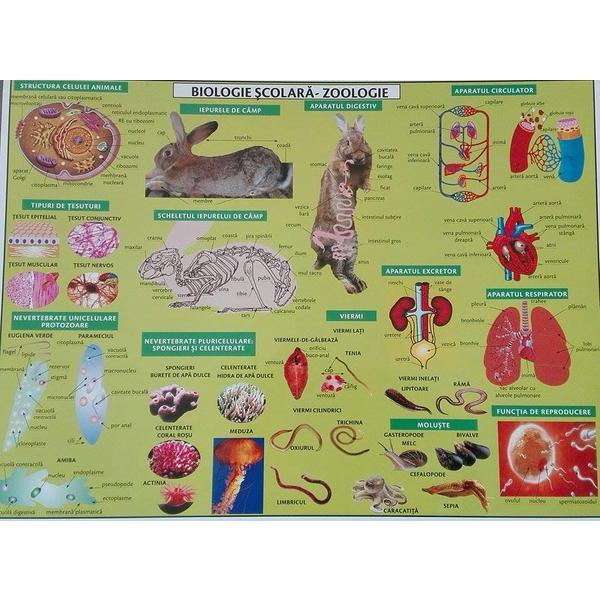 Carte Plansa Biologie scolara - Zoologie