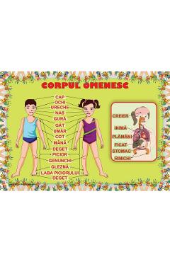 Carte Plansa Corpul omenesc editura -