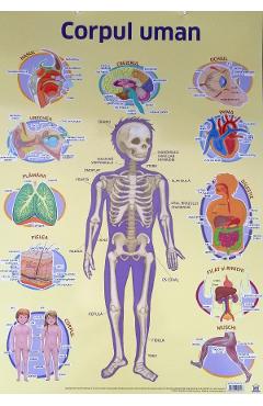 Carte Plansa. Corpul uman editura Autor Anonim