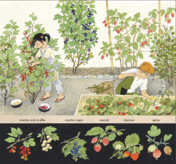 Carte Sarbatoarea fructelor autor Gerda Muller editura Frontiera